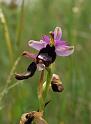 ophrys fuciflora